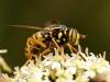 Spilomyia manicata